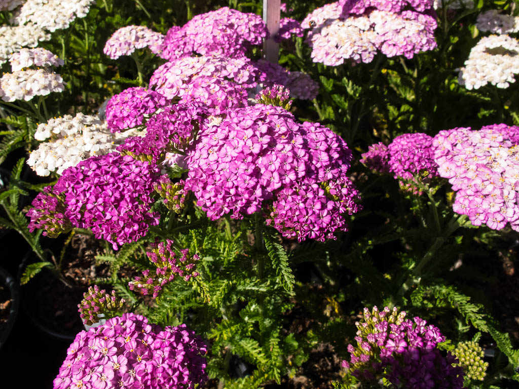 Achillea 'Apple Blossom' | Mostly Natives Nursery