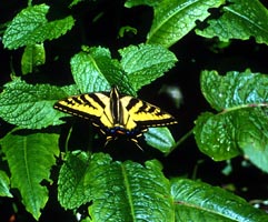 Anise Swallowtail on Mint