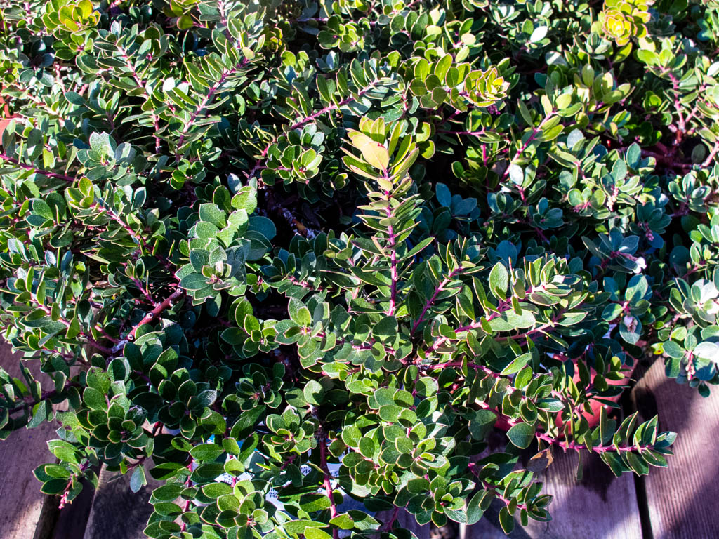 Arctostaphylos x 'Emerald Carpet' | Mostly Natives Nursery