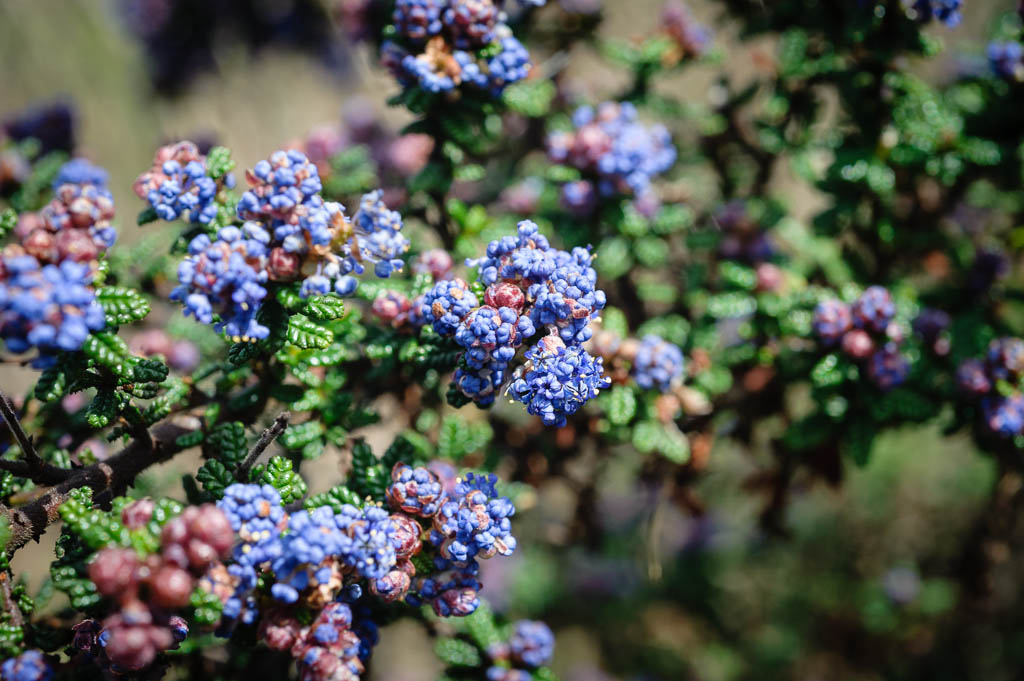 Ceanothus x 'Julia Phelps' | Mostly Natives Nursery