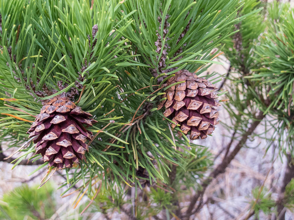 Pinus contorta | Mostly Natives Nursery