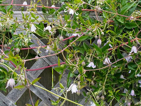 clematis plant currently sorry soon check please re but