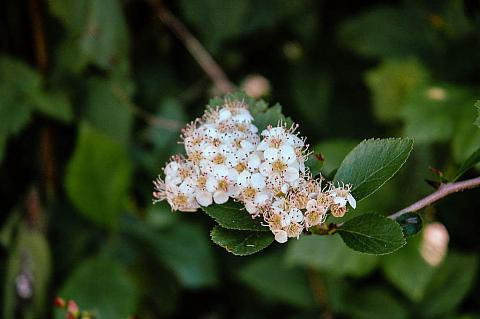 Crataegus suksdorfii  California hawthorn