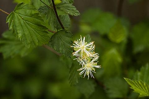 Neviusia cliftonii  Shasta snow wreath